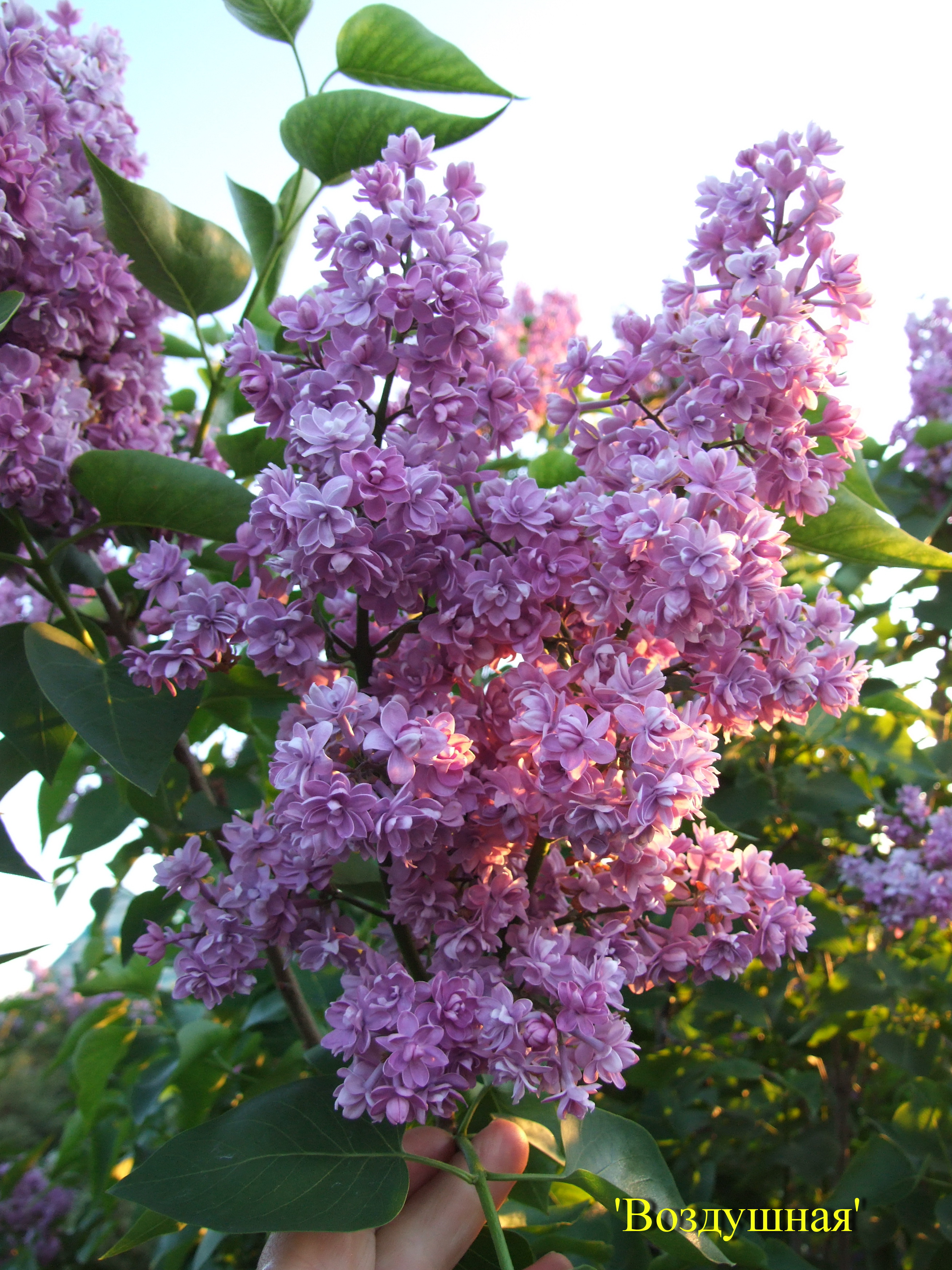 Сирень обыкновенная Воздушная